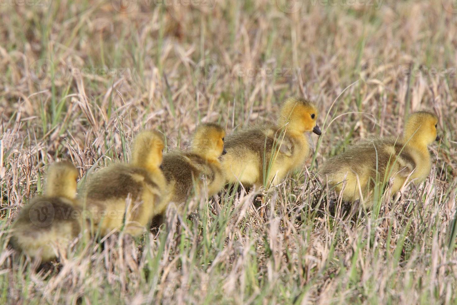 Canada Geese goslings in grass photo