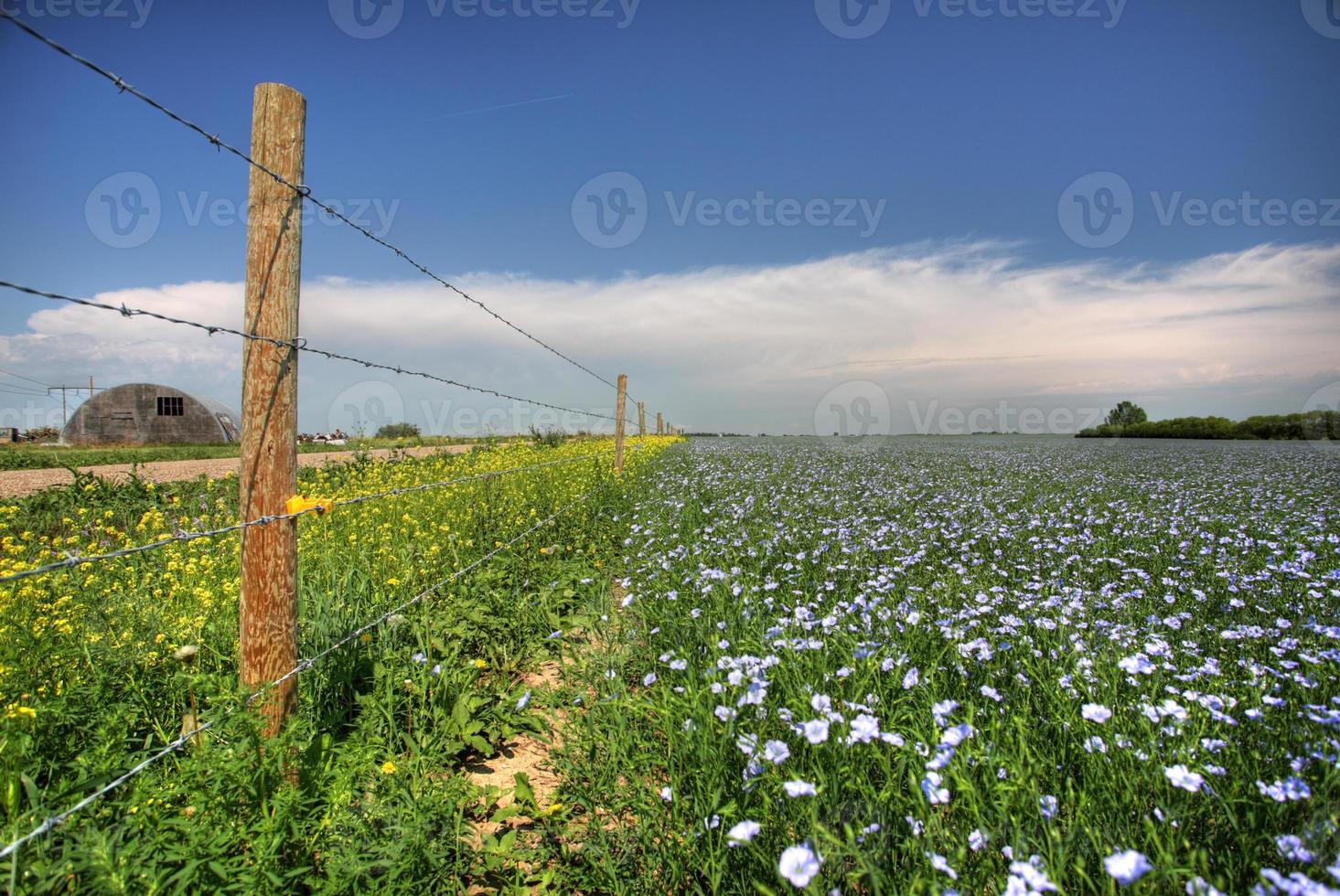 flax fields in Saskatchewan photo