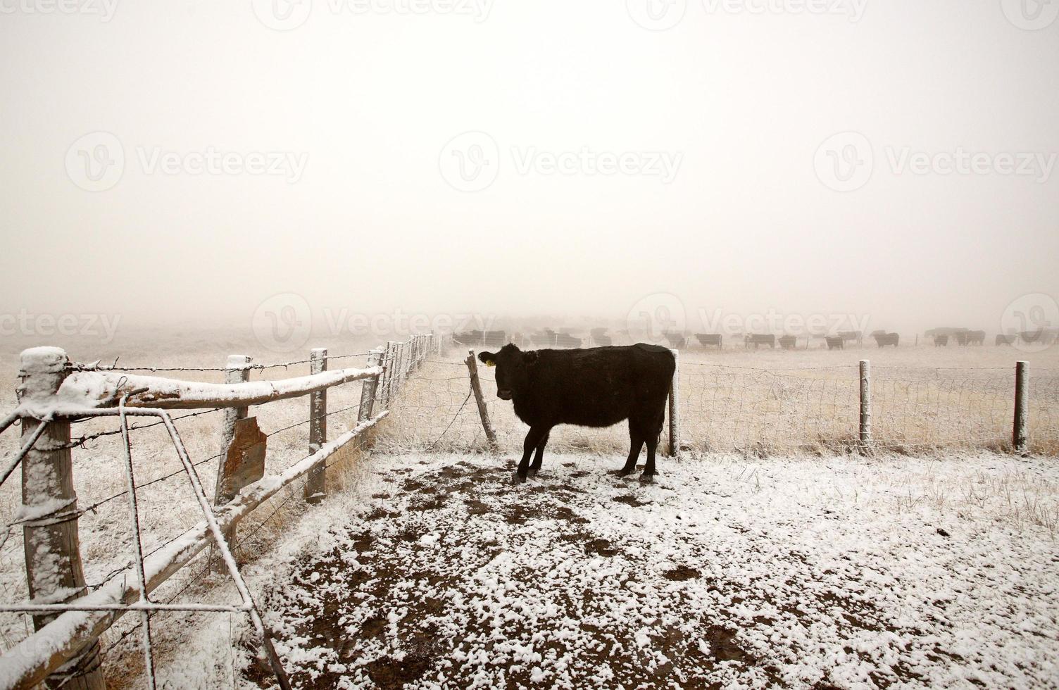 ganado en pastos de invierno foto