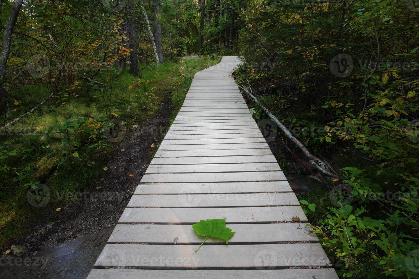 Boardwalk to Backguard Falls in British Columbia photo