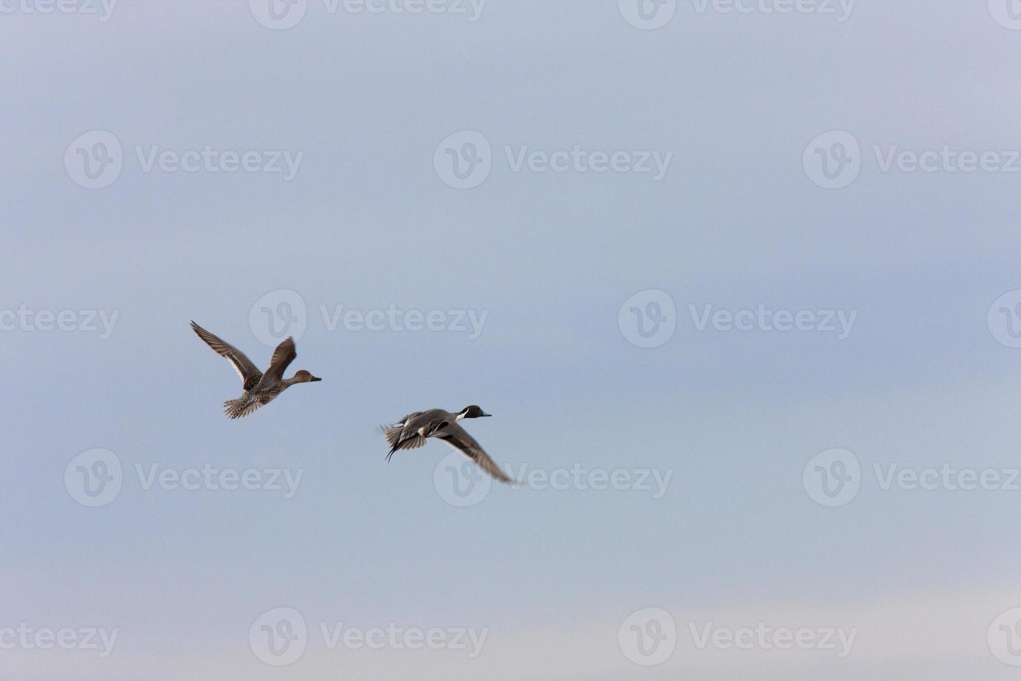 Northern Pintail Ducks in Flight photo