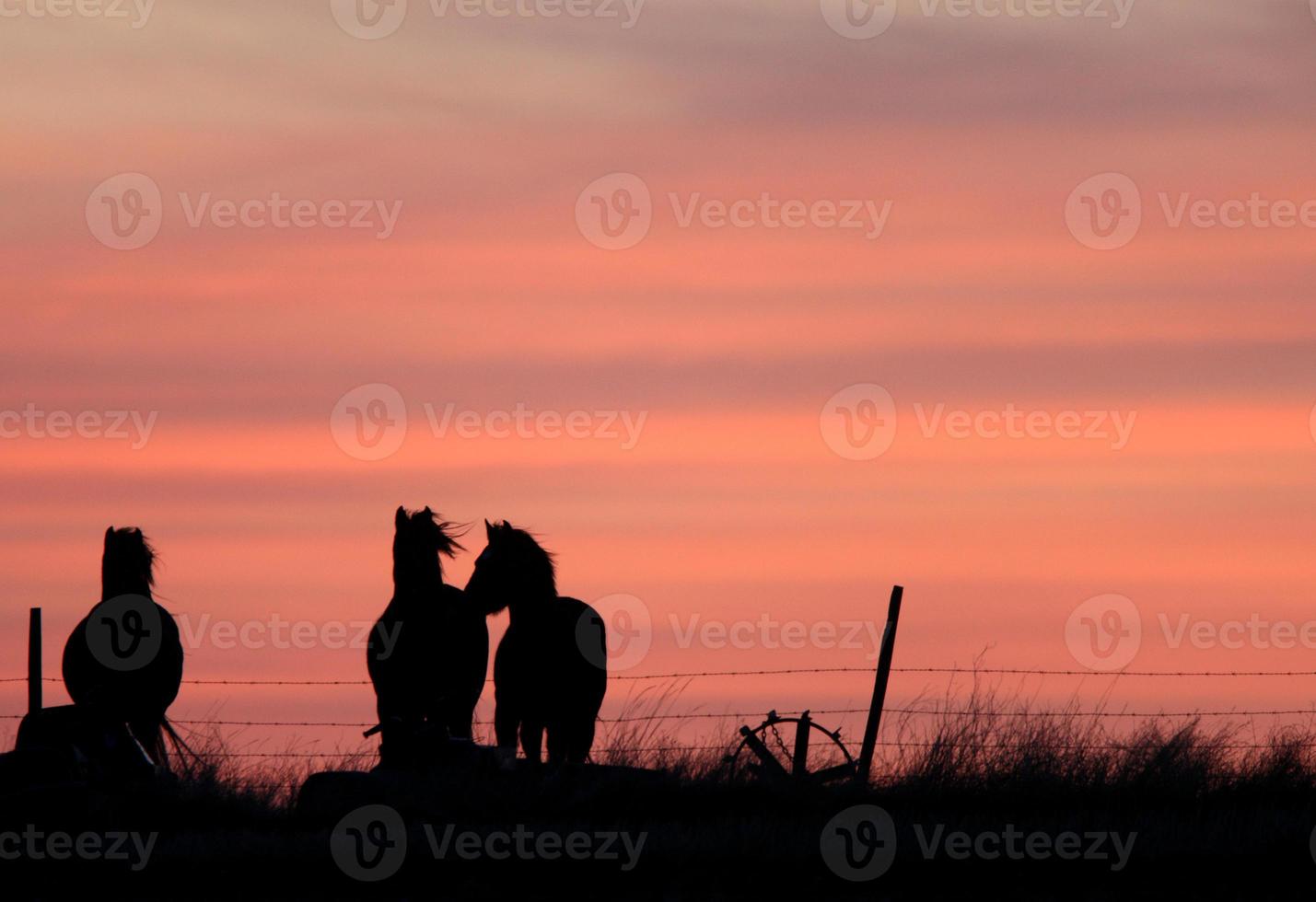 Sunset Horses in Prairie Canada photo