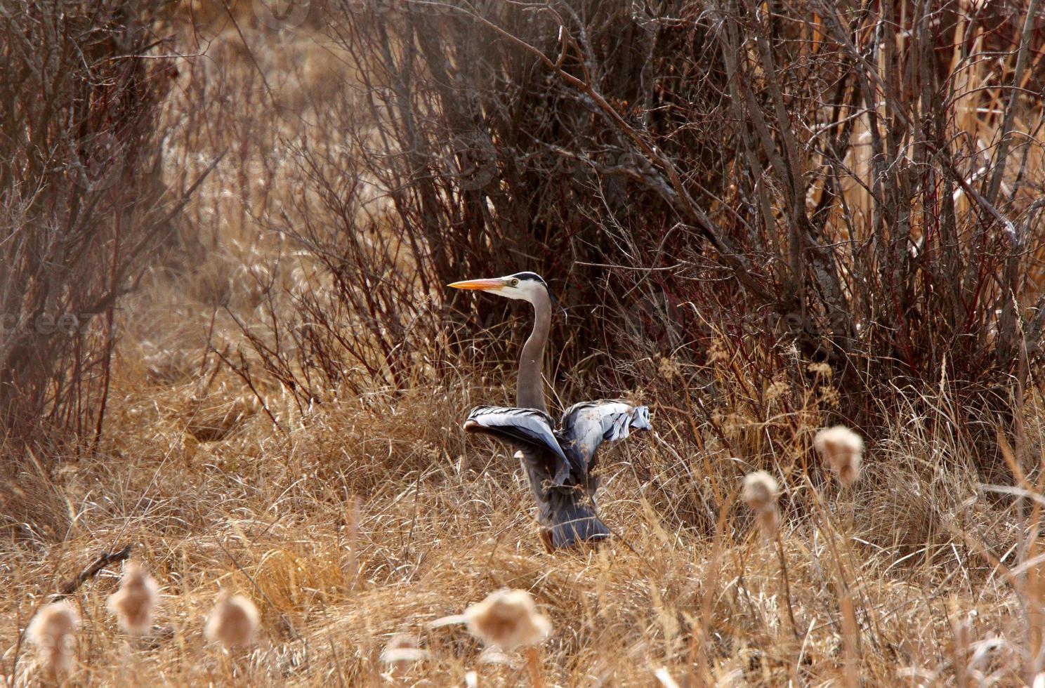 Great Blue Heron spreading wings to take flight photo