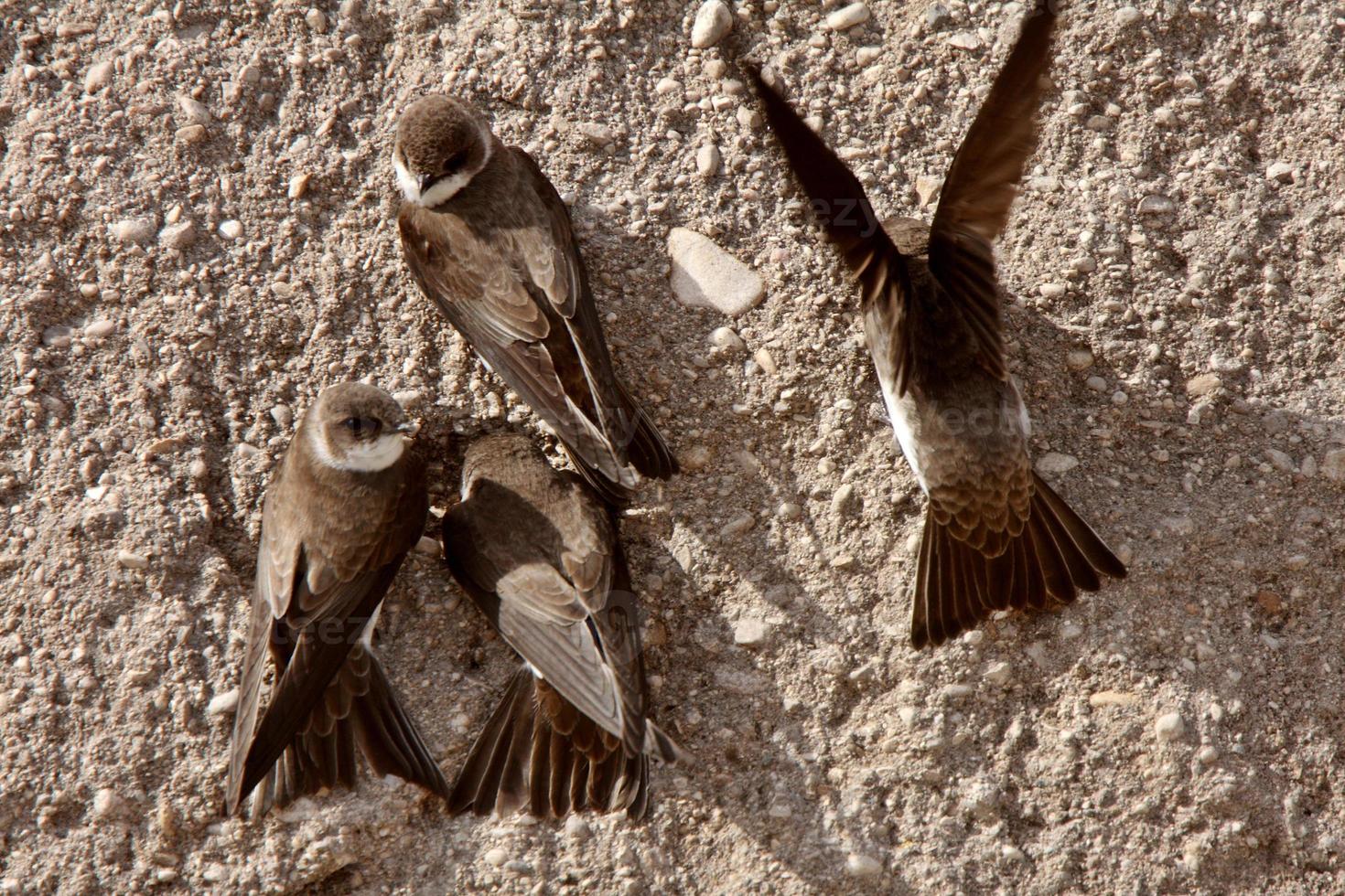 Bank Swallows clinging to side of gravel mound photo