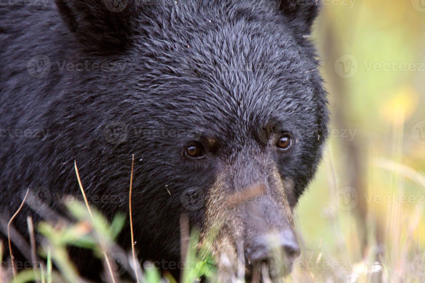 oso negro a lo largo de la autopista columbia británica foto