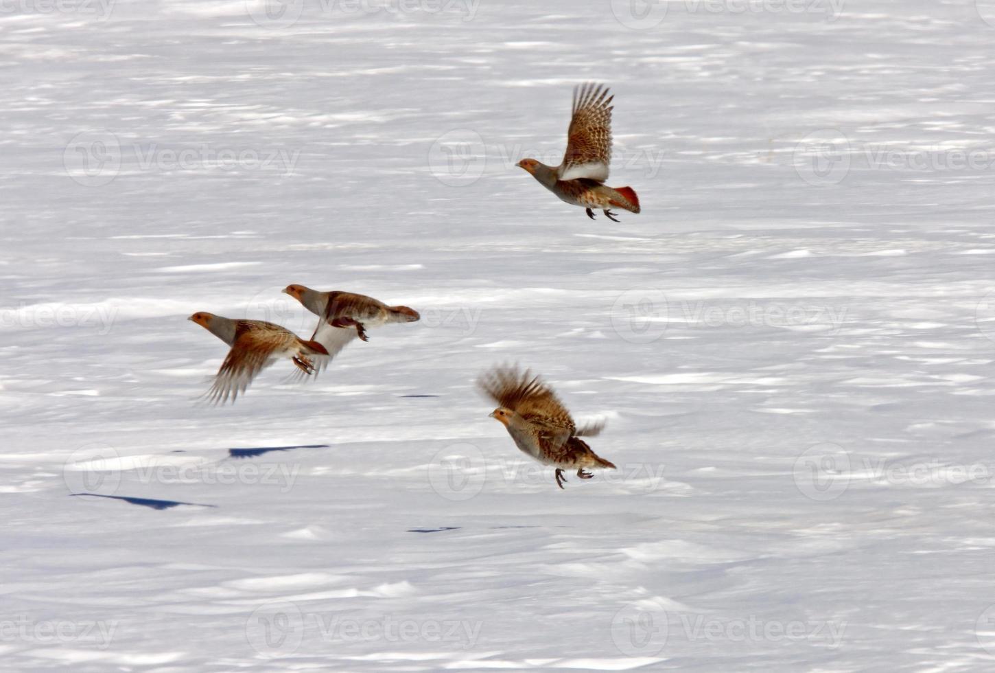 Gray Partridge in Winter Saskatchewan photo