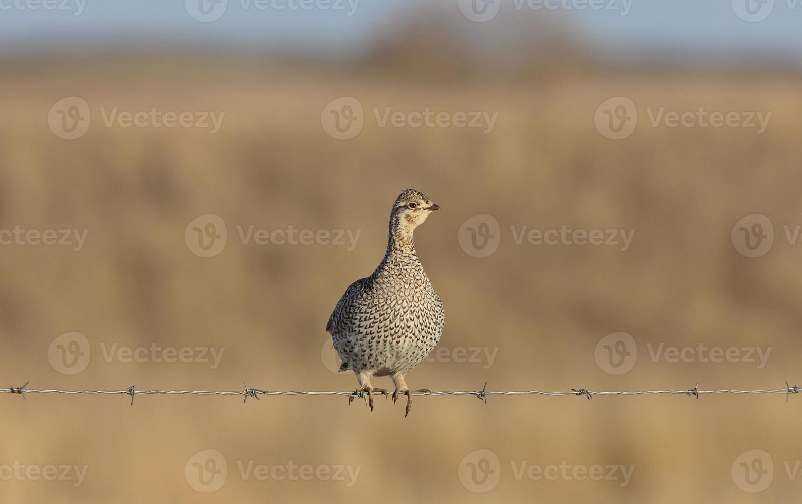 Sharptailed Grouse on Barbed Wire photo