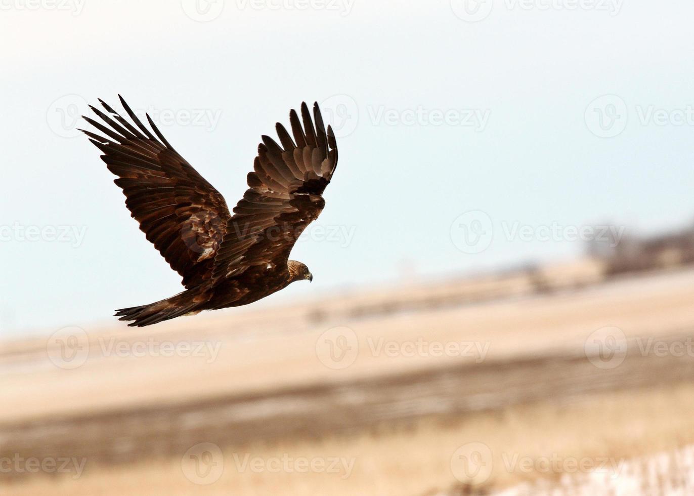 águila real en vuelo foto