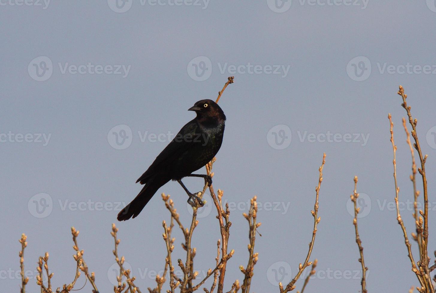 Brown headed Cowbird perched on branch photo