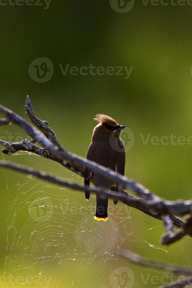 Cedar Waxwing perched in tree photo