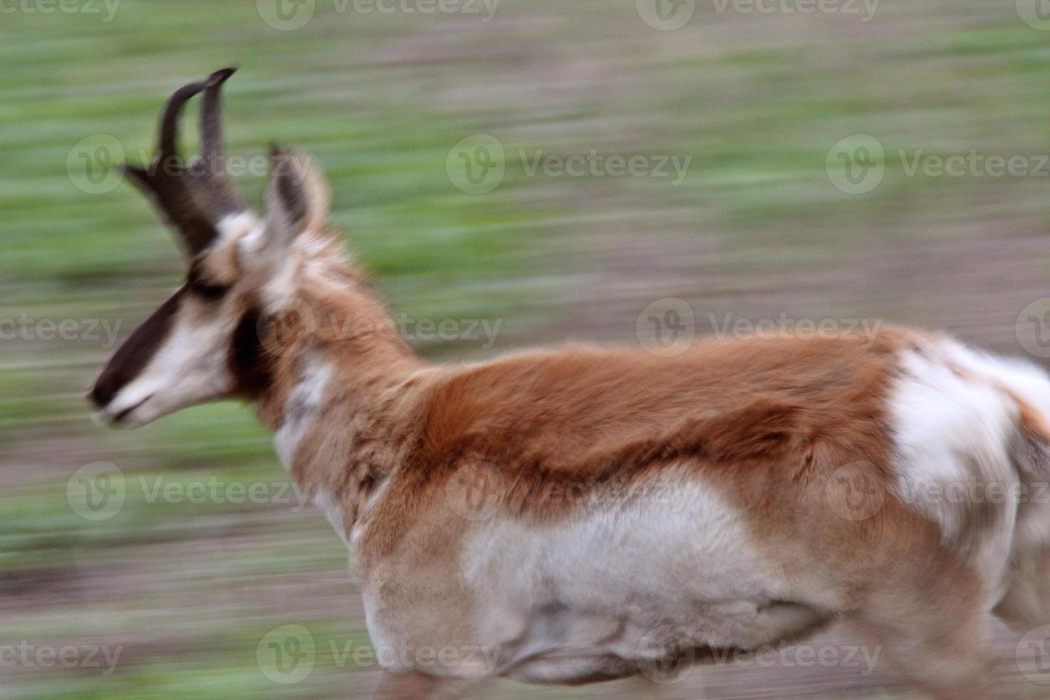 Blurred image of running Pronghorned Antelope photo