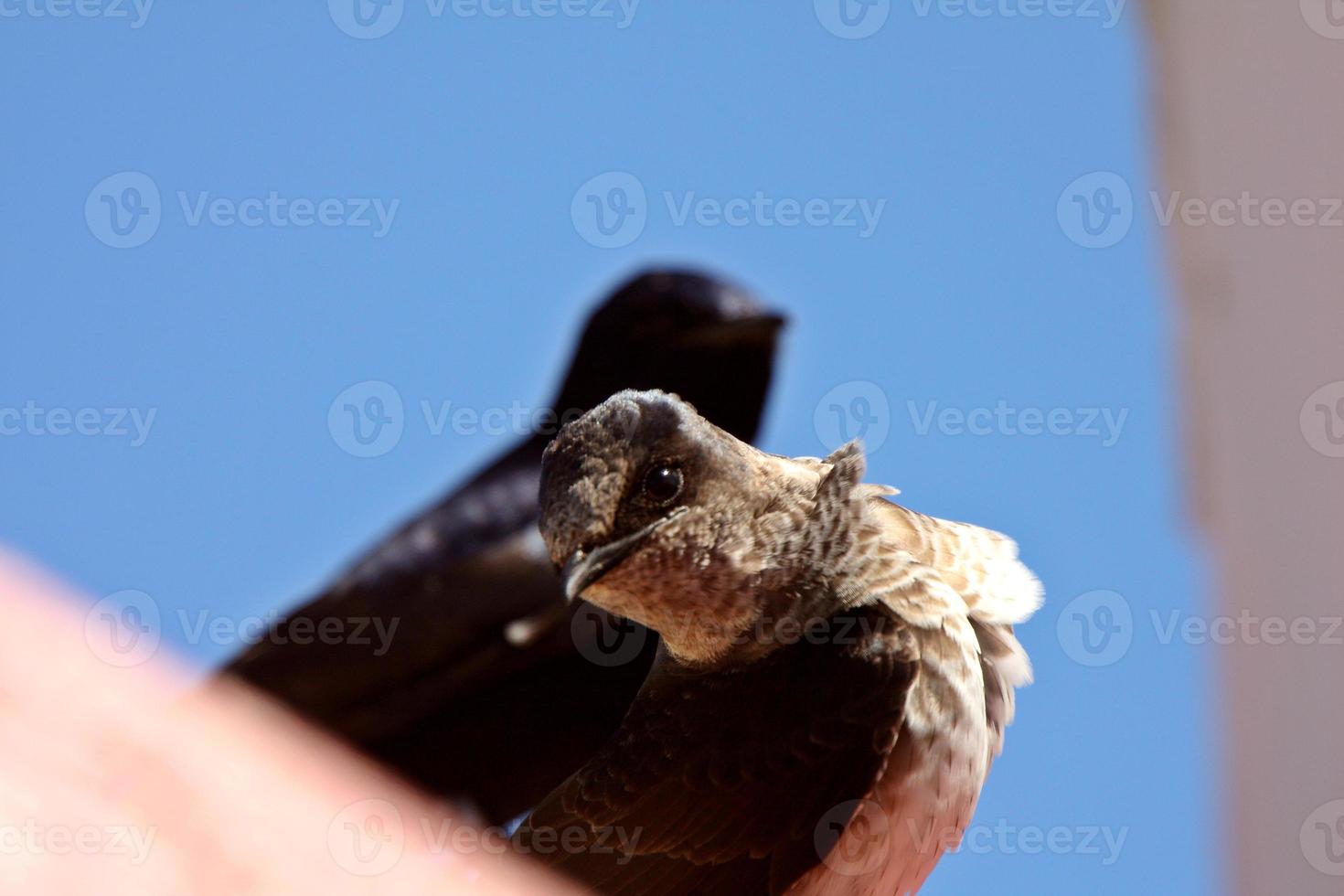 Purple Martin pair in birdhouse photo