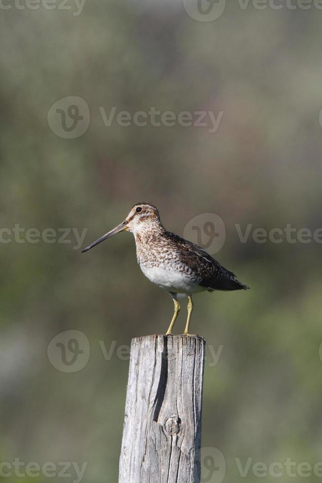 Common Snipe on fence post photo