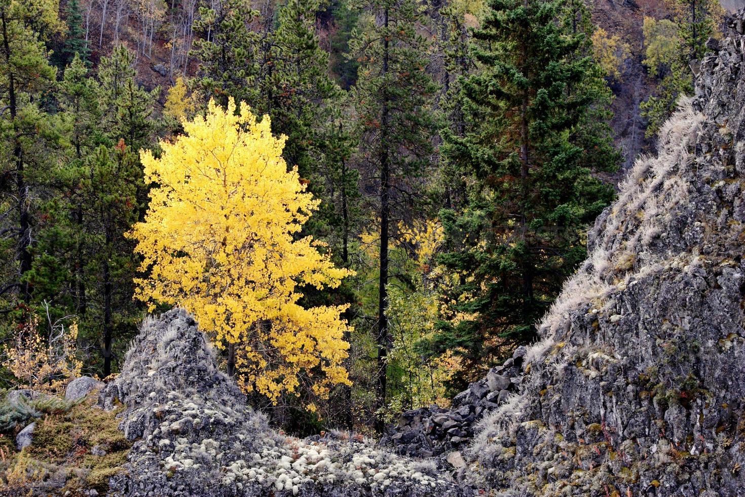 Aspen and Pines in autumn in British Columbia photo