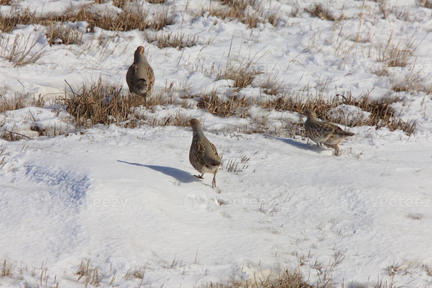 perdiz en invierno saskatchewan foto