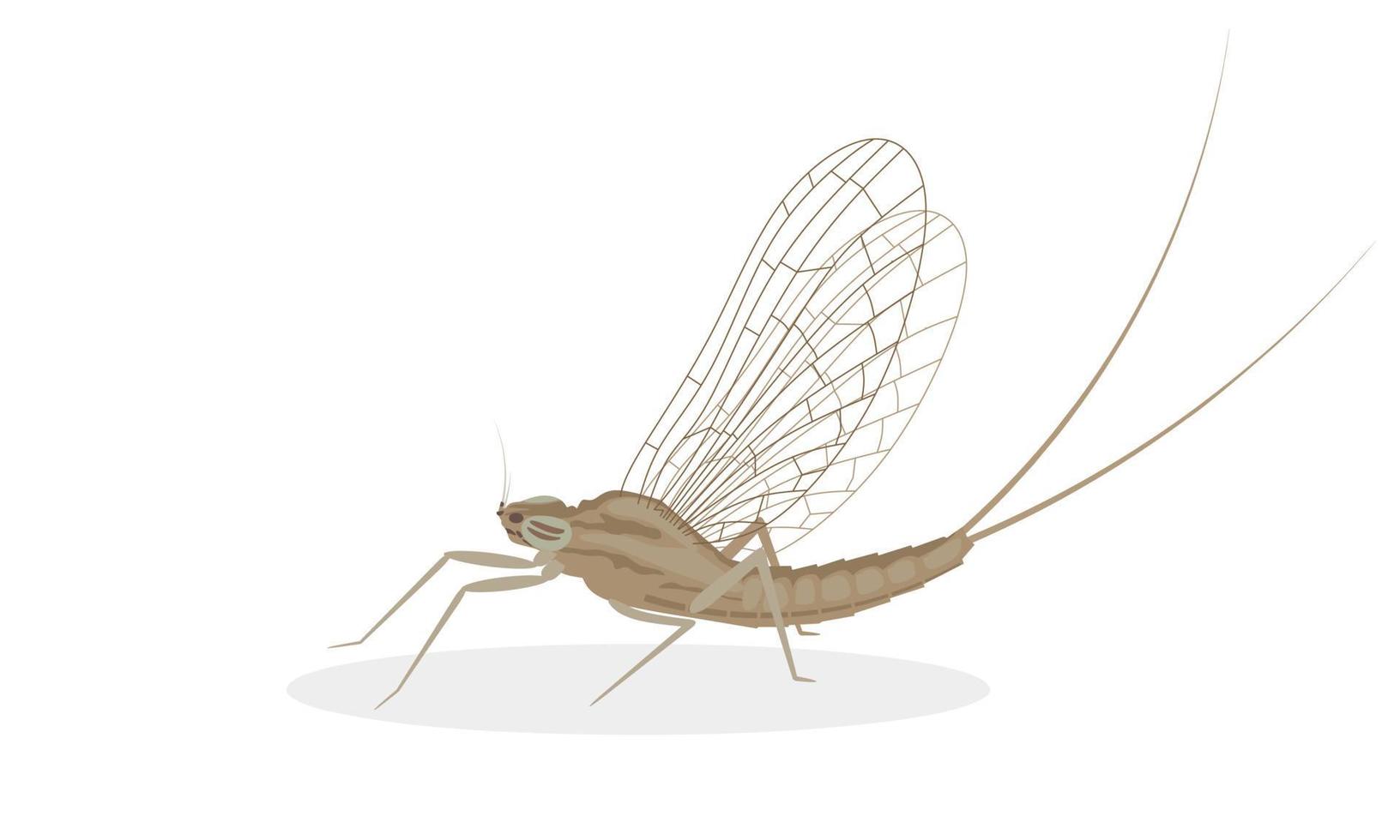 mosca de mayo, aislado en el fondo blanco. ilustración vectorial vector