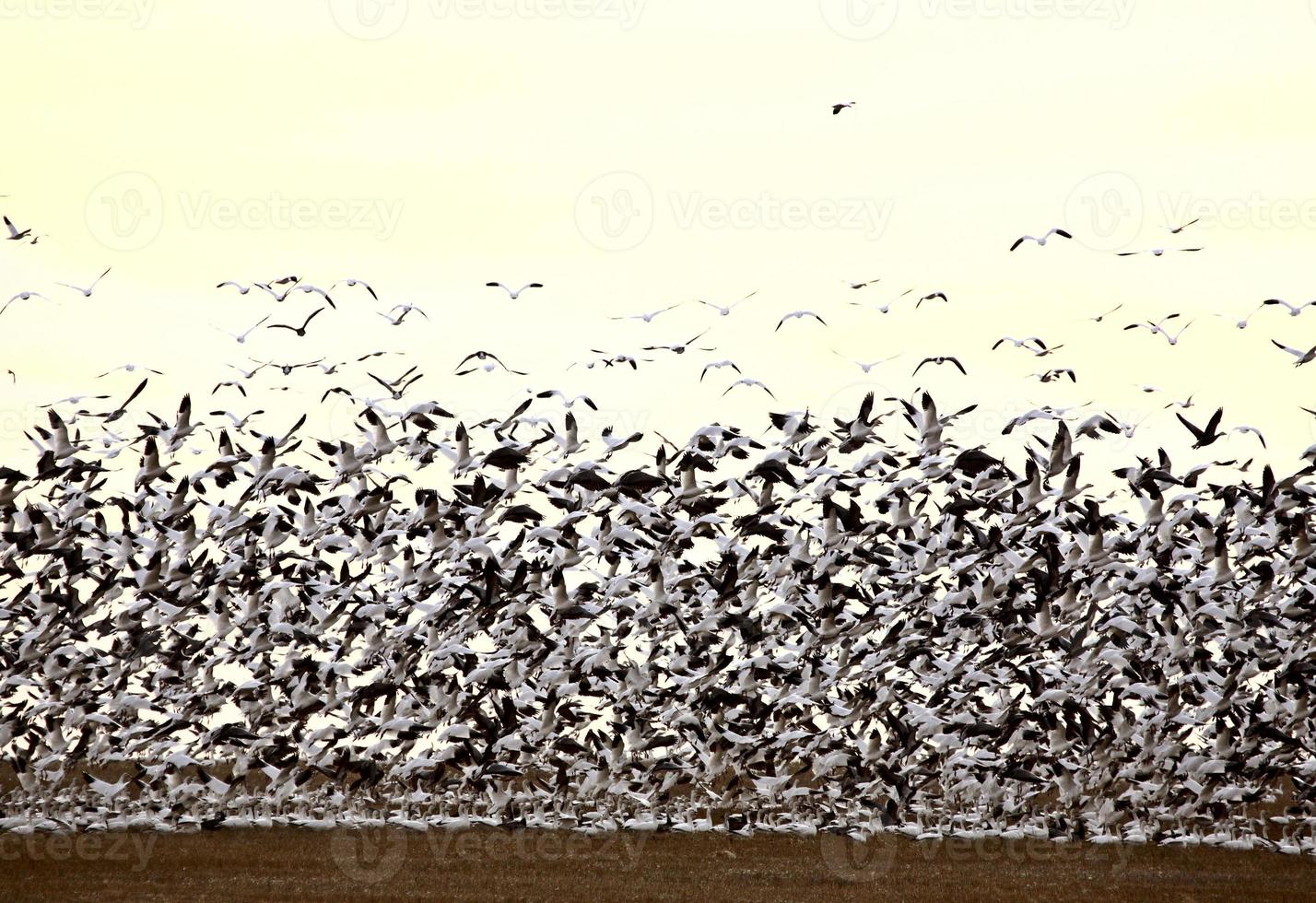 Huge flock of Snow Geese over field photo