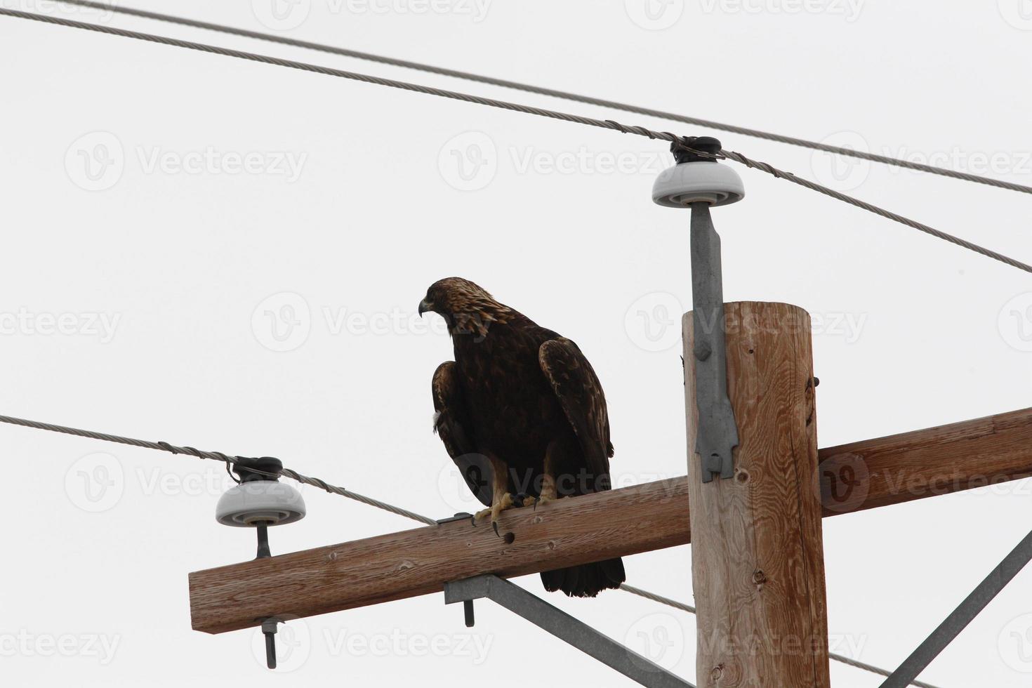 Golden Eagle perched on power pole photo