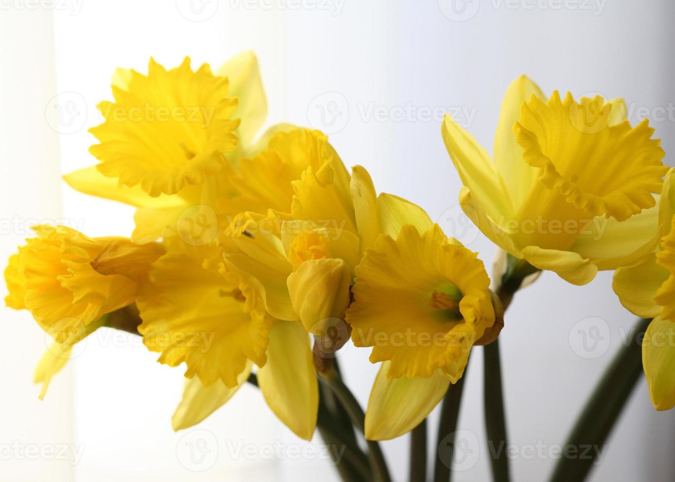 Yellow daffodils in spring photo