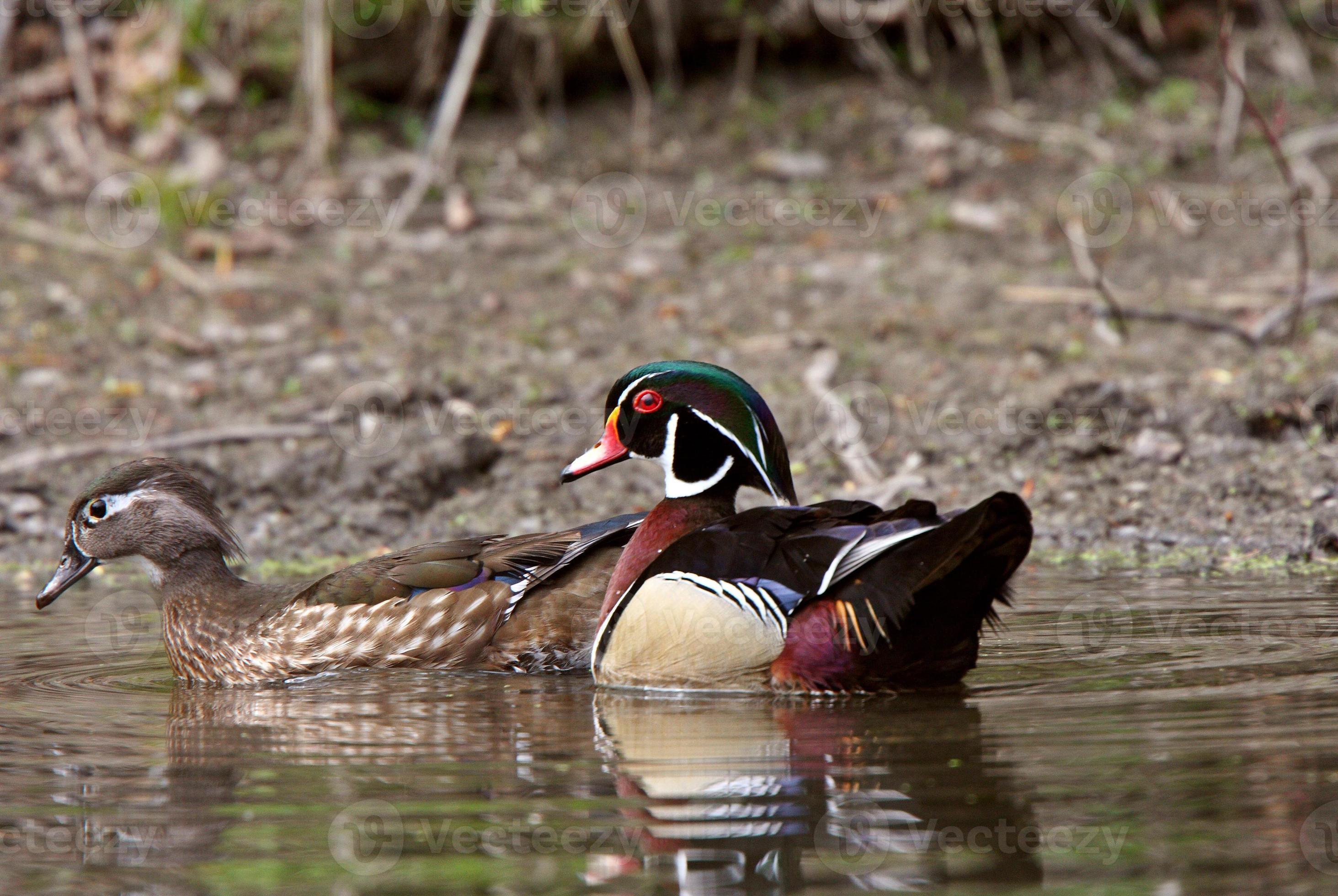 Mating pair of Wood Ducks in pond 6228938 Stock Photo at Vecteezy