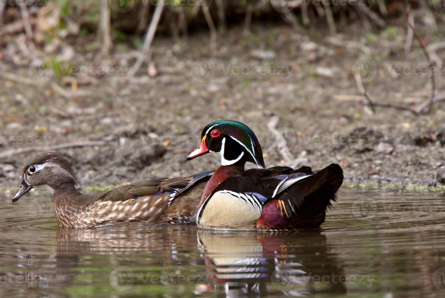 par de apareamiento de patos de madera en el estanque foto