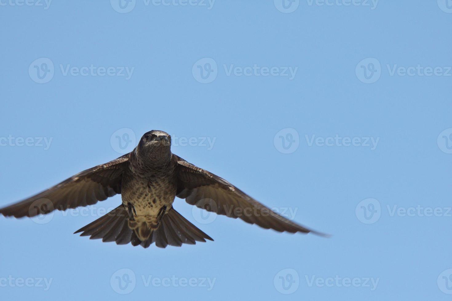 Purple Martin in flight photo