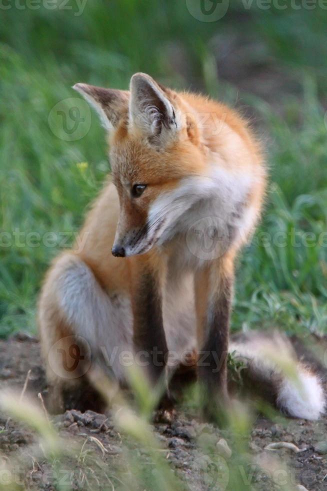 Red Fox pup outside its den photo