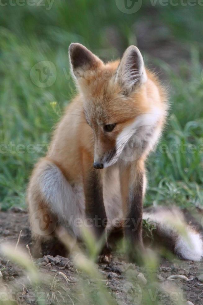 Red Fox pup outside its den photo