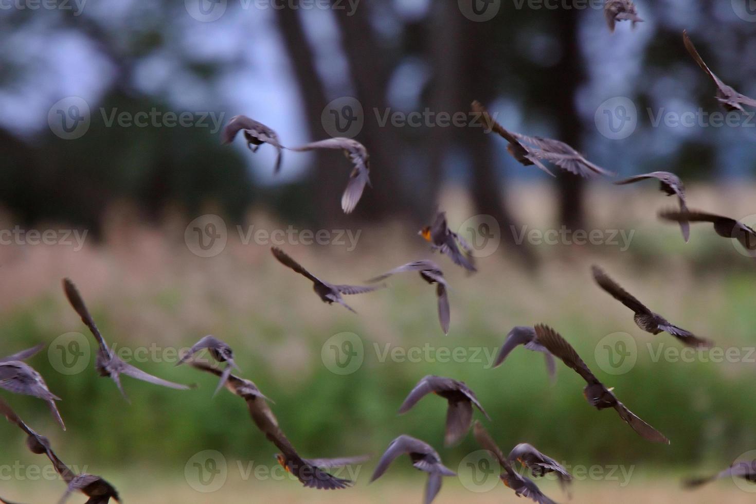 Flock flying in formation photo