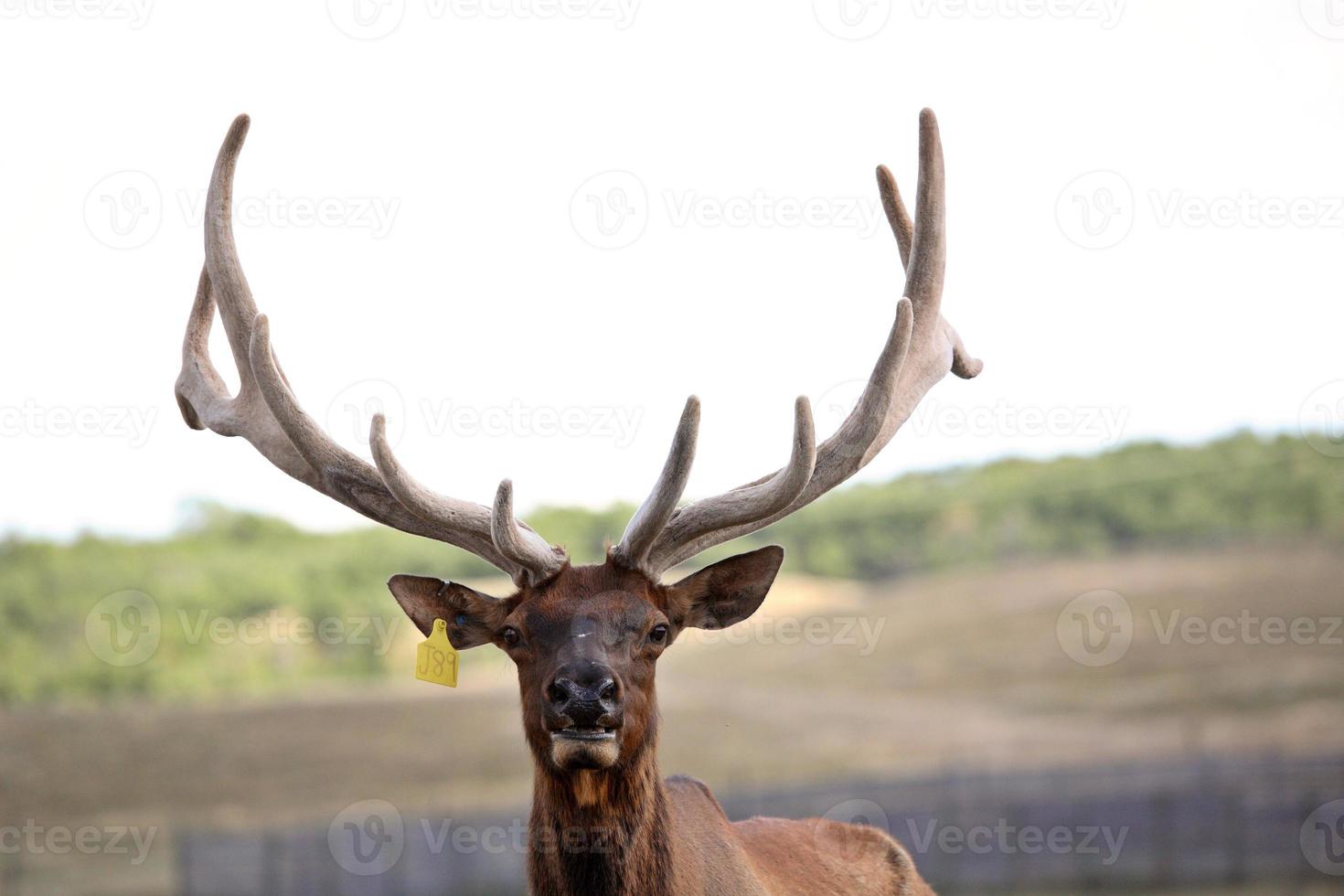 Farm elk with large antlers in scenic Saskatchewan photo