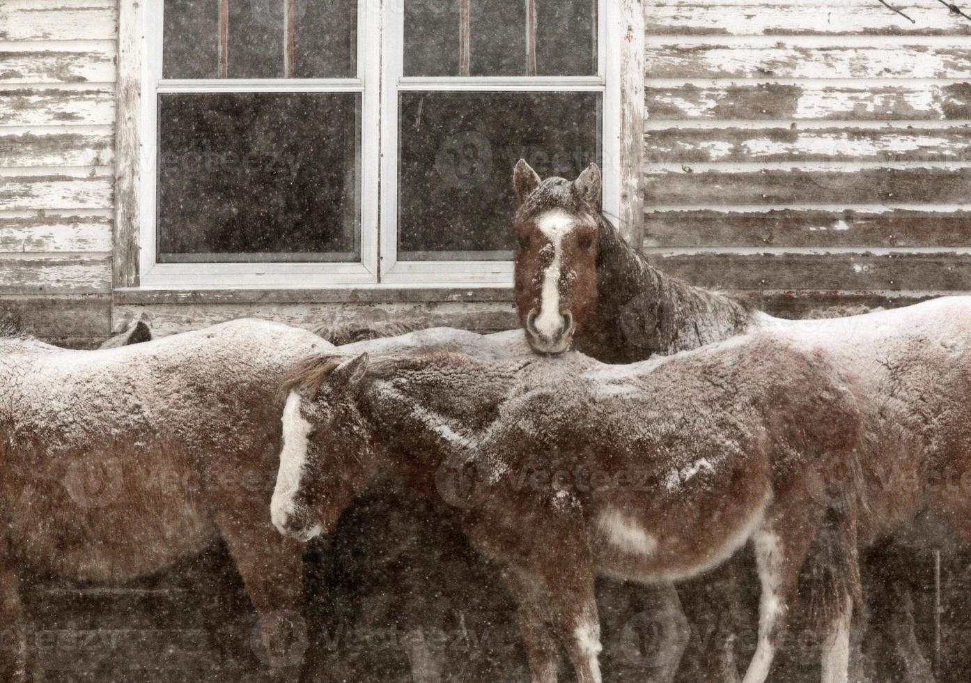 Horses in winter photo