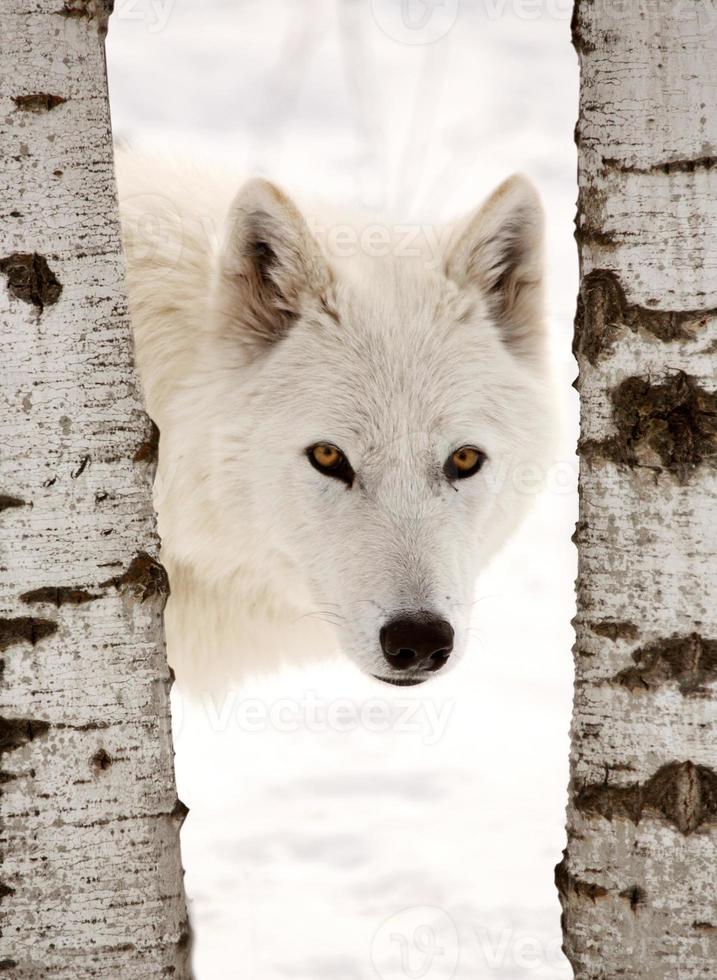 Arctic Wold looking between two trees photo