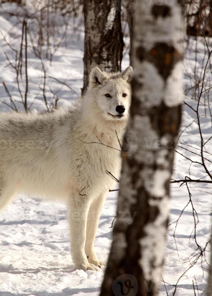 lobo ártico en invierno foto