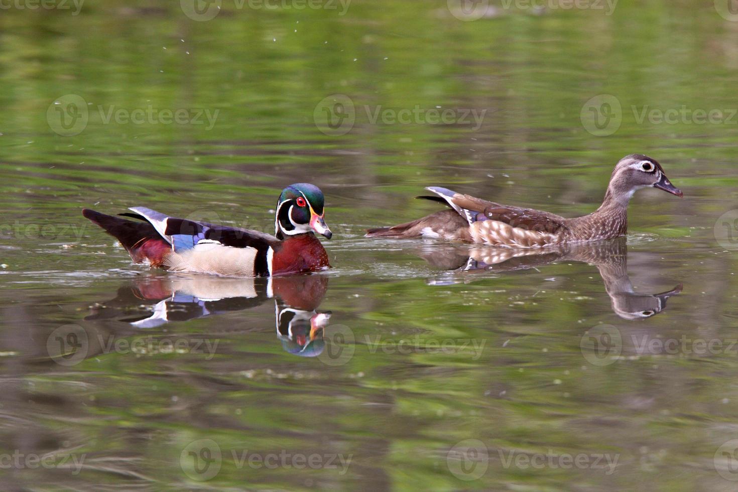 Mating pair of Wood Ducks in pond photo