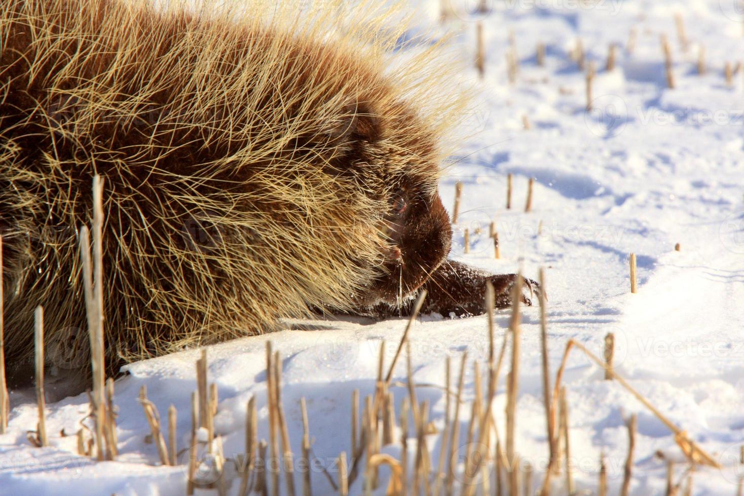Porcupine in Winter photo