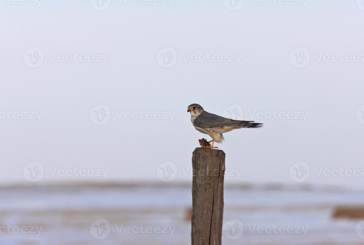 Kestrel Falcon and kill photo