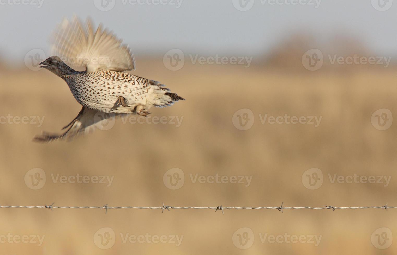 Sharptailed Grouse in Flight photo