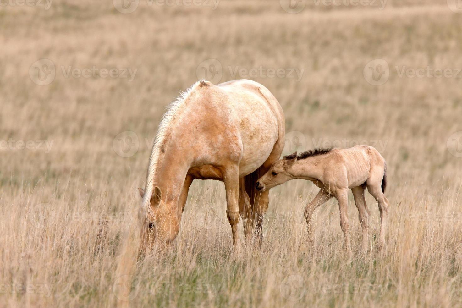 Horse and Colt in Pasture Saskatchewan Canada photo