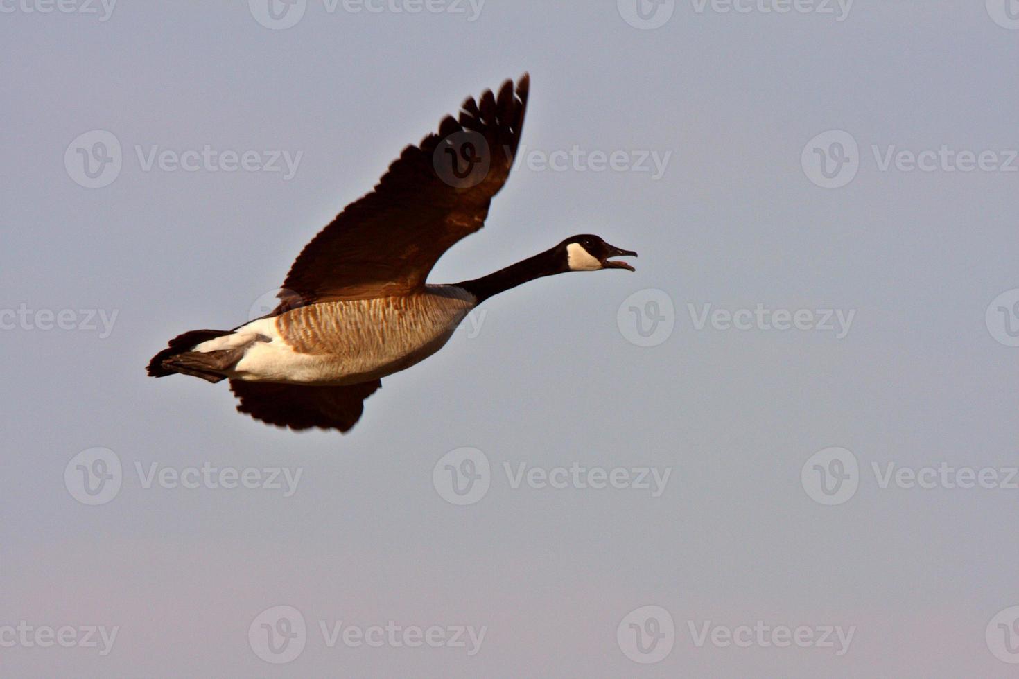 Canada Goose in flight photo
