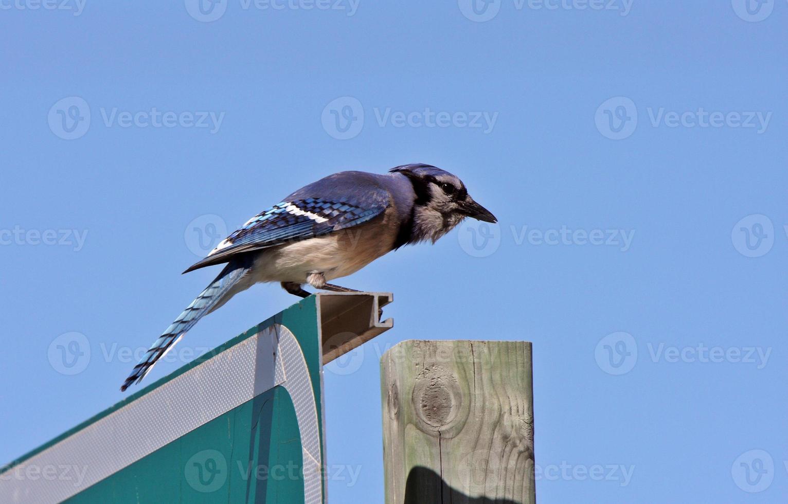 Blue Jay perched on sign photo