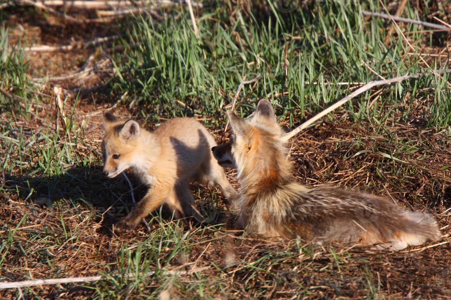 Red Fox vixen with pup on Hecla Island in Manitoba photo