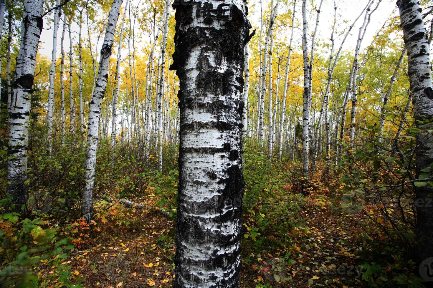 Aspen tree trunks in Meadow Lake Park Saskatchewan photo