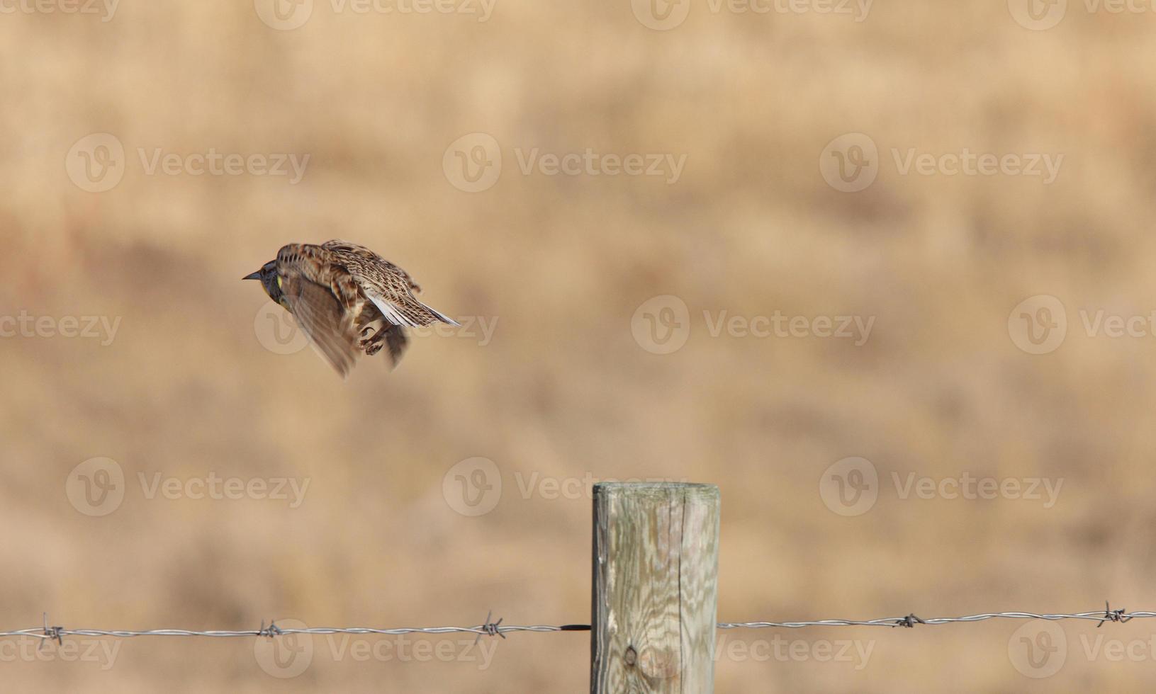 Meadowlark in Flight Saskatchewan Canada photo