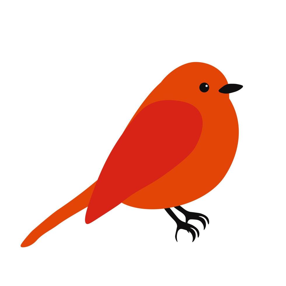 Robin . erithacus rubécula. ilustración de stock vectorial. un pajarito con alas. Aislado en un fondo blanco. vector