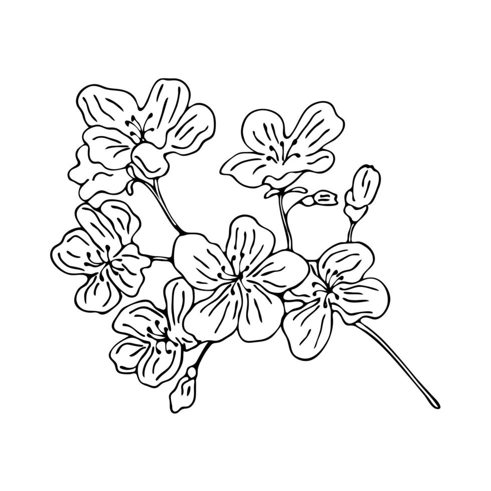 A branch of blossoming sakura. Hand-drawn illustration. Black outline isolated on white background. vector
