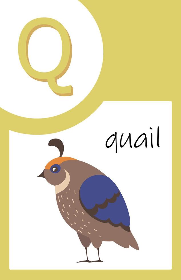 Flash Card Animals Alphabet Q vector