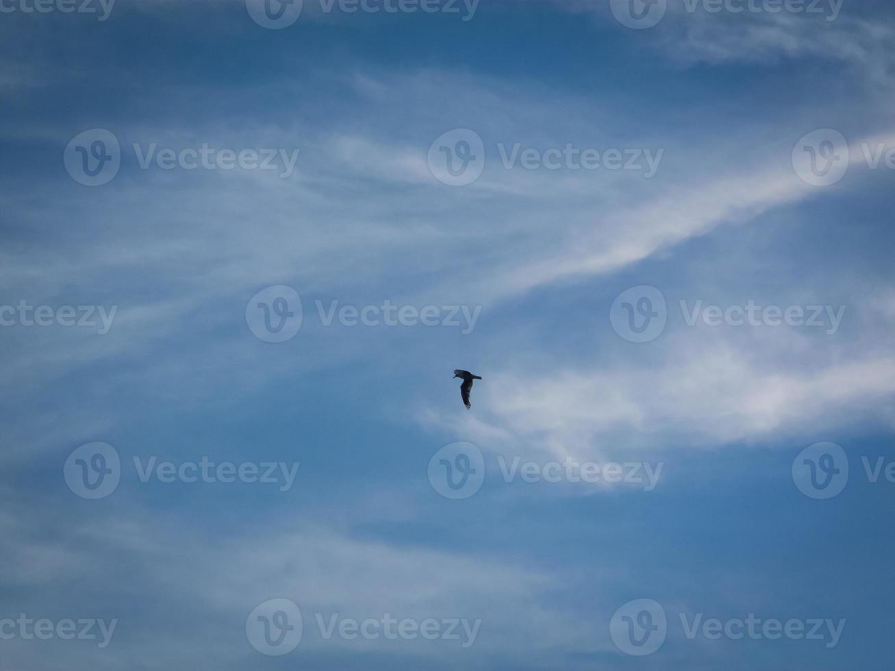 Single seagull flying over the blue sky photo