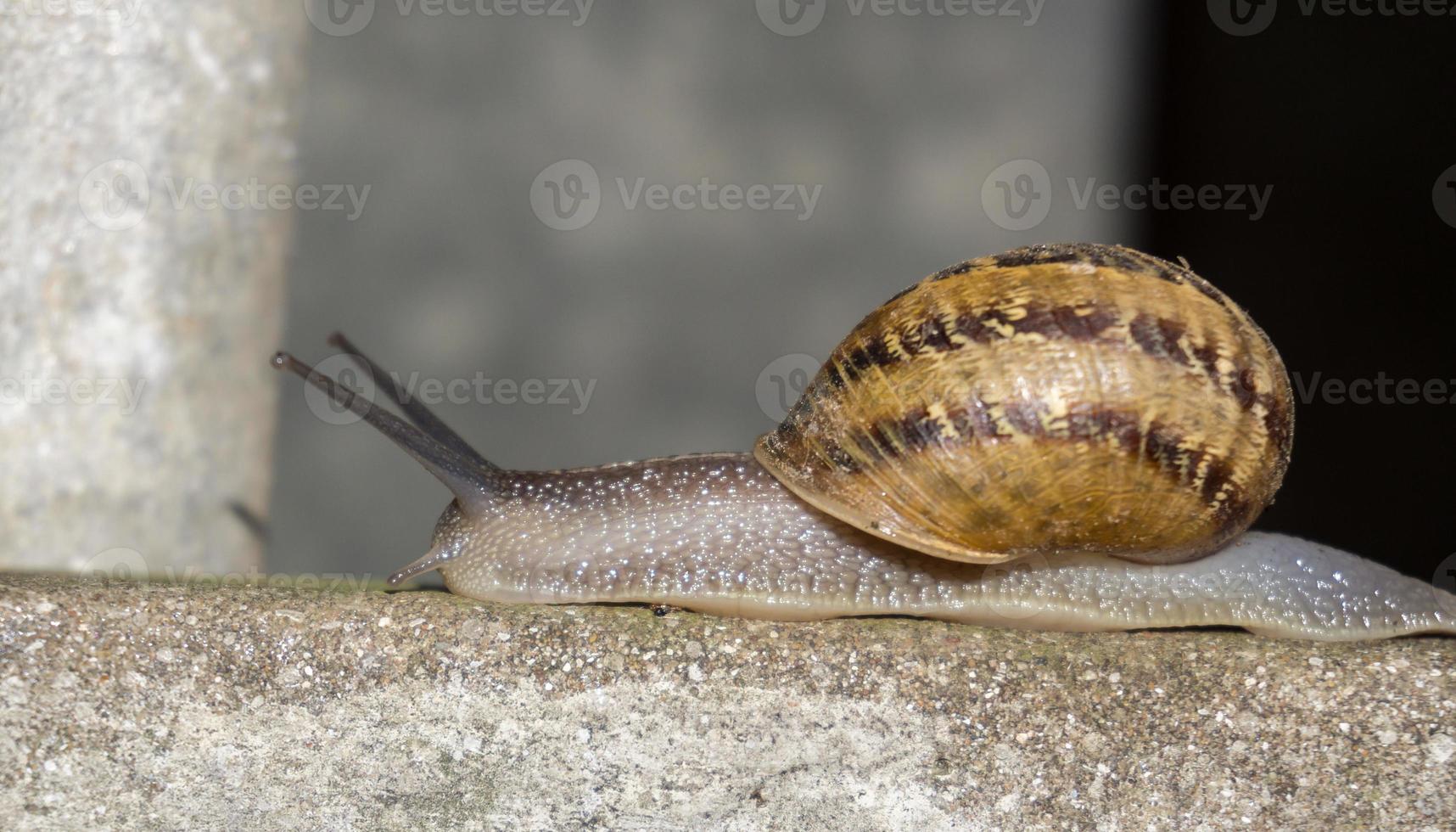 Snail crawling in a ledge photo