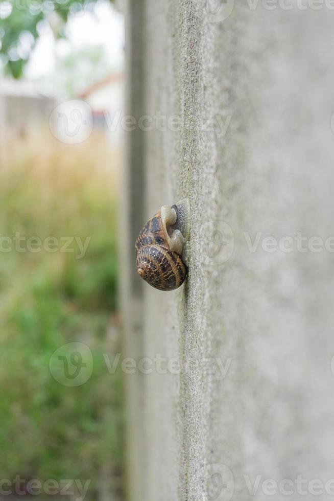 Snail sleeping in a wall photo