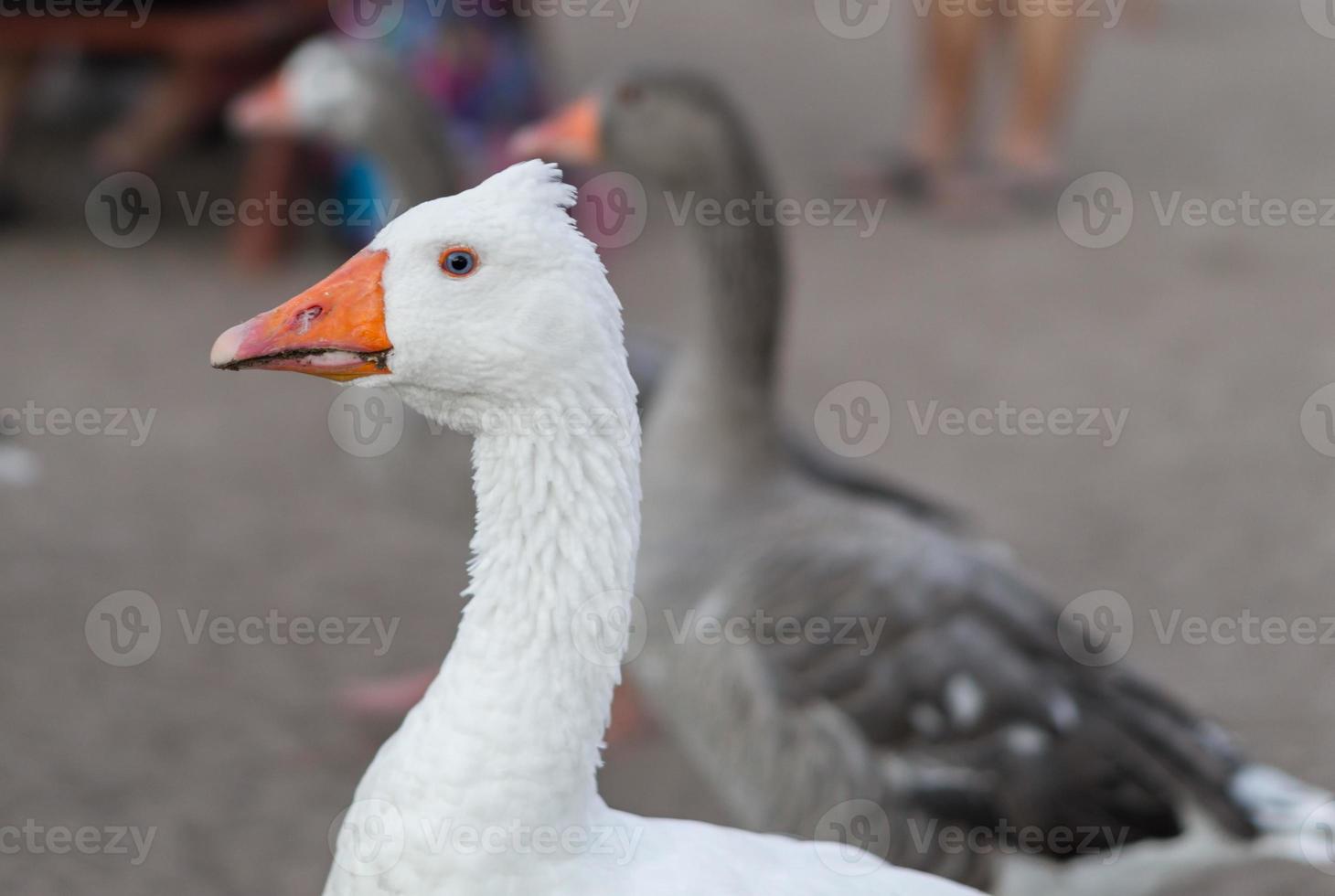 3 goose in a row photo